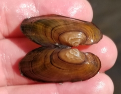 Strophitus undulatus