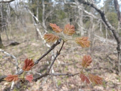 Quercus acerifolia