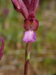 Anacamptis papilionacea papilionacea
