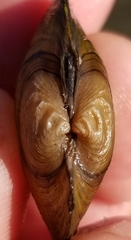 Strophitus undulatus