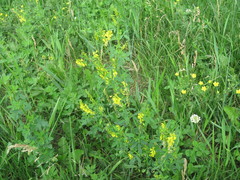 Melilotus suaveolens