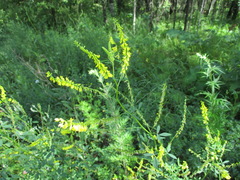 Melilotus suaveolens