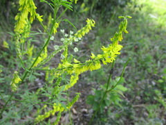 Melilotus suaveolens