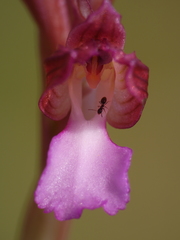 Anacamptis papilionacea papilionacea