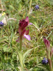 Anacamptis papilionacea papilionacea