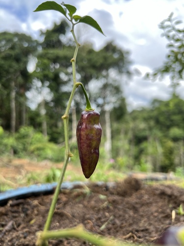 Foto de Pimenta-de-cheiro