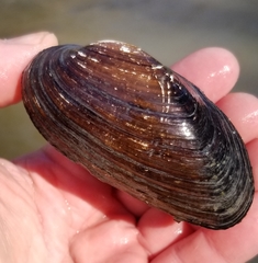 Strophitus undulatus