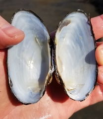 Strophitus undulatus