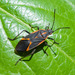 Boxelder Bugs - Photo (c) Erik Danielsen, some rights reserved (CC BY-NC), uploaded by Erik Danielsen