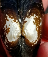 Strophitus undulatus