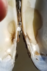 Strophitus undulatus