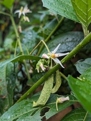 Solanum volubile image