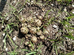 Escobaria missouriensis