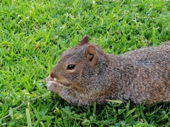 Otospermophilus variegatus