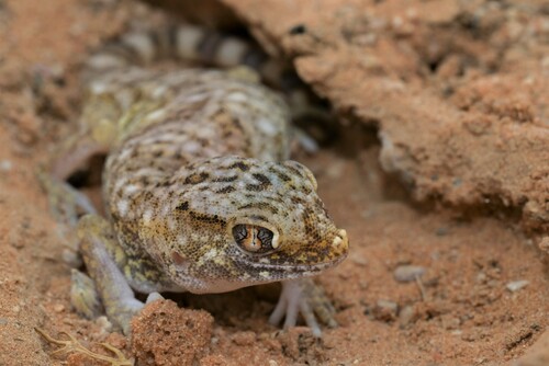 Slevin's Short-fingered Gecko (Stenodactylus slevini)