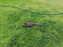 Otospermophilus variegatus