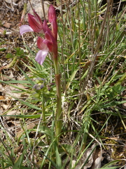Anacamptis papilionacea papilionacea