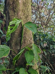 Monstera adansonii image