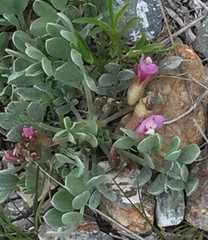 Astragalus calycosus