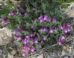 Astragalus calycosus