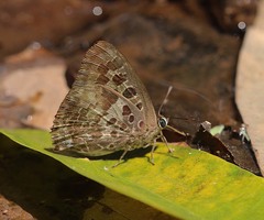 Arhopala hellenore