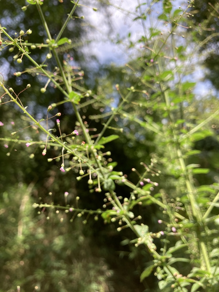 Condea elegans