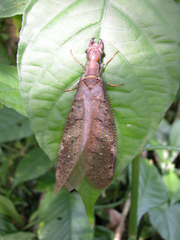 Corydalus peruvianus