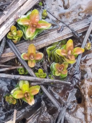 Epilobium glandulosum