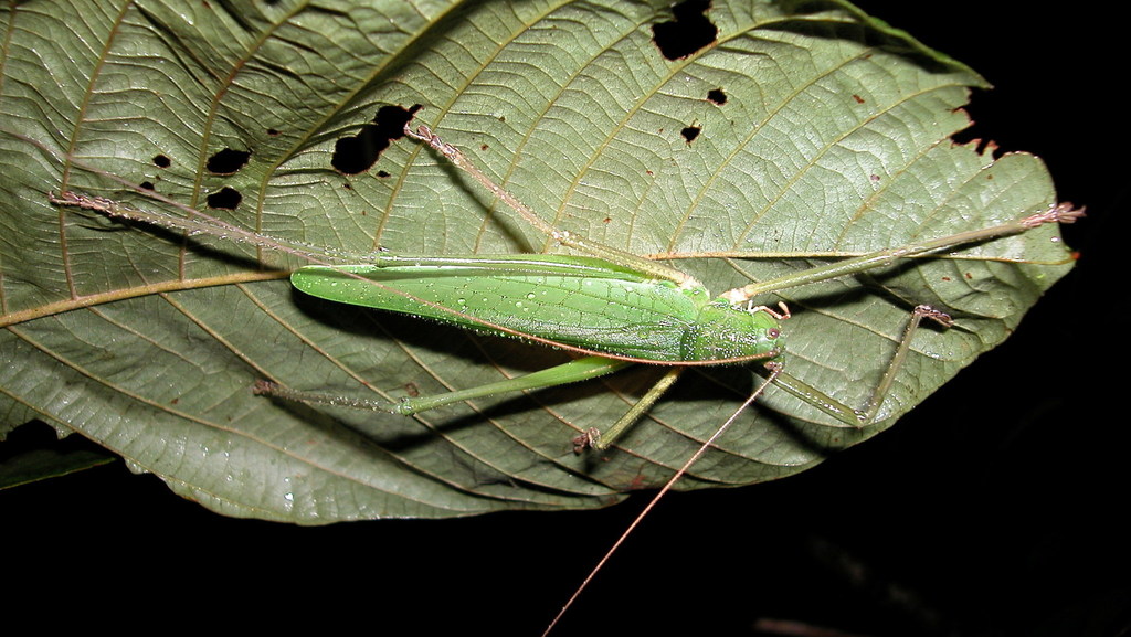 Diyllus