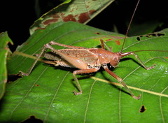 Idiarthron hammuliferum