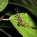 Leptomerinthoprora brevipennis - Photo (c) Jeff Cole, algunos derechos reservados (CC BY-NC), uploaded by Jeff Cole