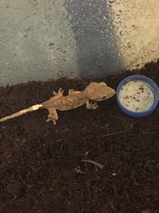 Correlophus ciliatus