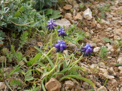 Muscari commutatum