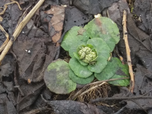 Chrysosplenium kamtschaticum iNat (1)