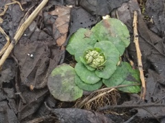 Chrysosplenium kamtschaticum
