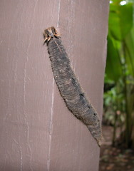 Caligo telamonius memnon