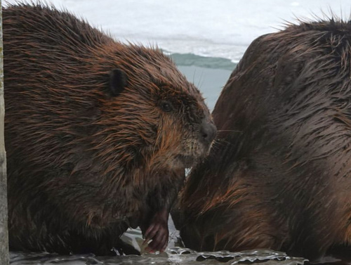 American Beaver photographed in Illinois
