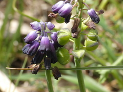 Muscari commutatum