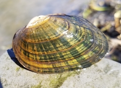 Alasmidonta undulata