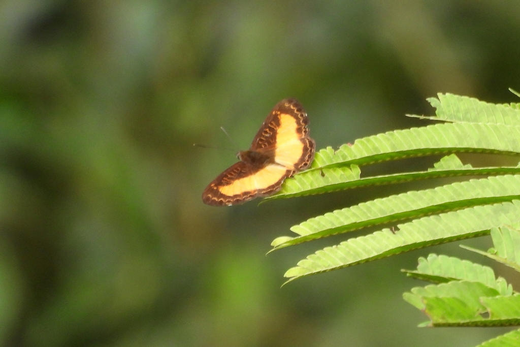 Juditha dorilis