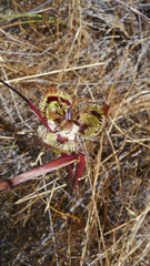 Calochortus tiburonensis