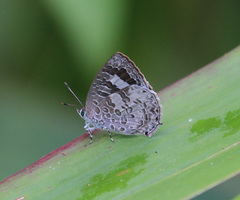 Arhopala paraganesa