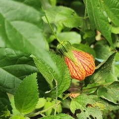 Callianthe picta image