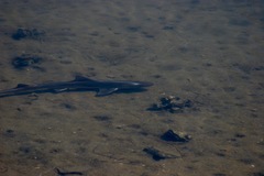 Mustelus