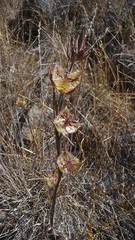Calochortus tiburonensis