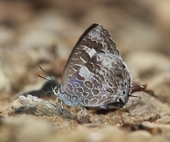 Arhopala paraganesa