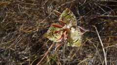 Calochortus tiburonensis