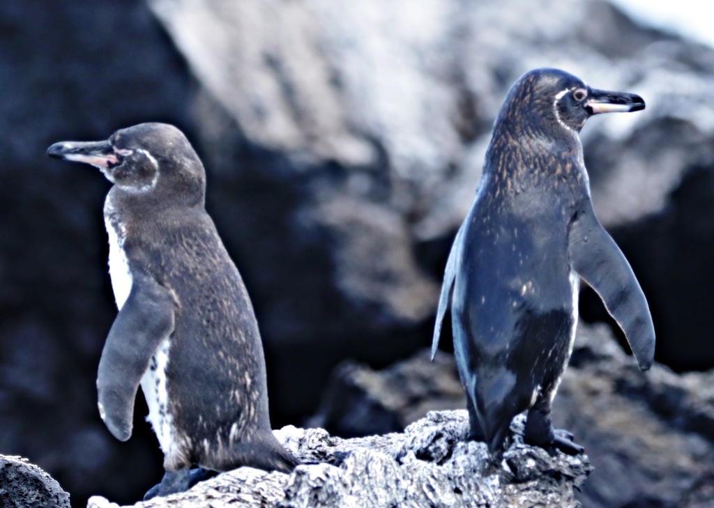 Galápagos Penguin in October 2023 by Carmelo López Abad · iNaturalist