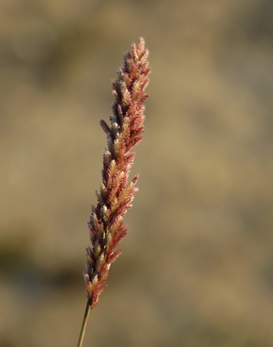Eragrostis ciliaris iNat (3)
