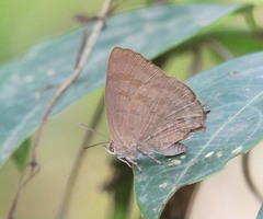 Arhopala paramuta